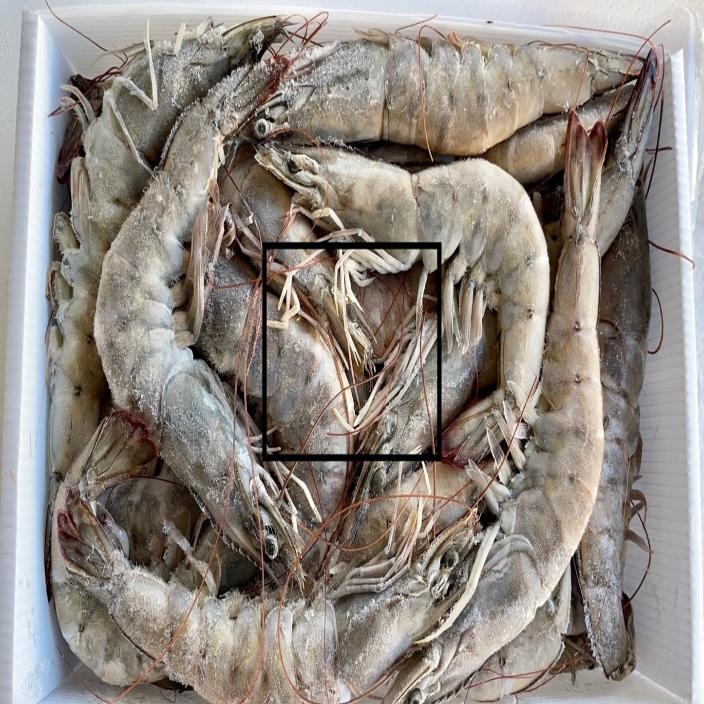 shrimp