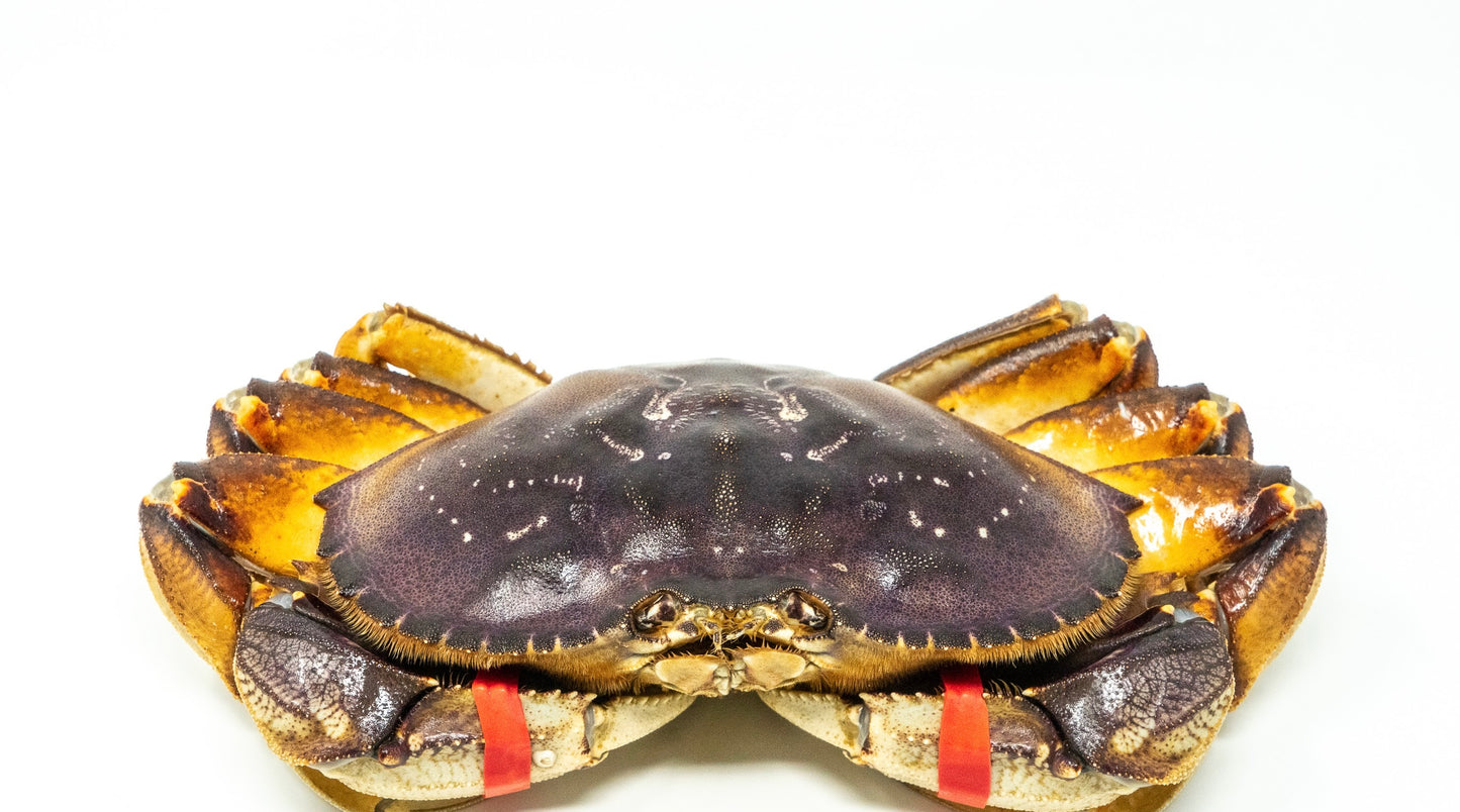 Live Dungeness Crab 1.3-2.0 lbs. each