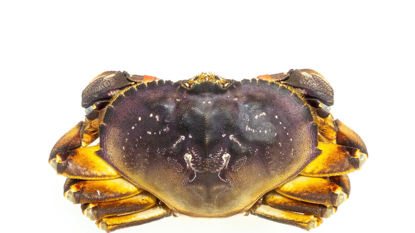 Live Dungeness Crab 1.3-2.0 lbs. each