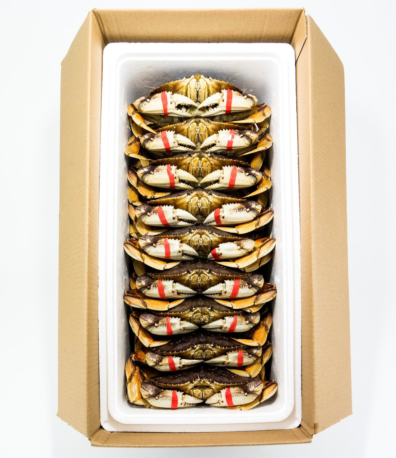 Live Dungeness Crab 1.3-2.0 lbs. each