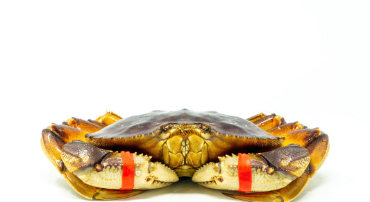 Live Dungeness Crab 1.3-2.0 lbs. each